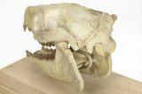 Fossil Oreodont (Merycoidodon) Skull on Base - South Dakota #217200-11
